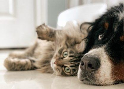 regalos para amantes de los animales