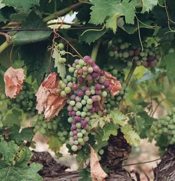 Ruta del Vino por la Rioja